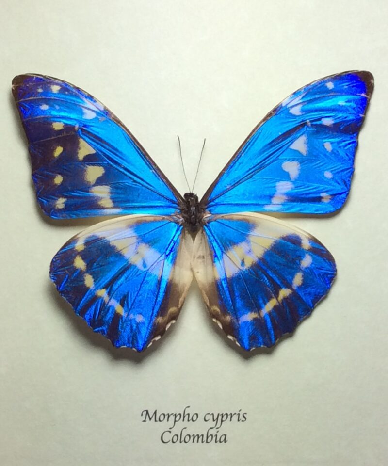 標本 Colombia Morpho cypris female 112mm BicBugs Morpho cypris blue white butterfly Colombia RARE (CIRS)