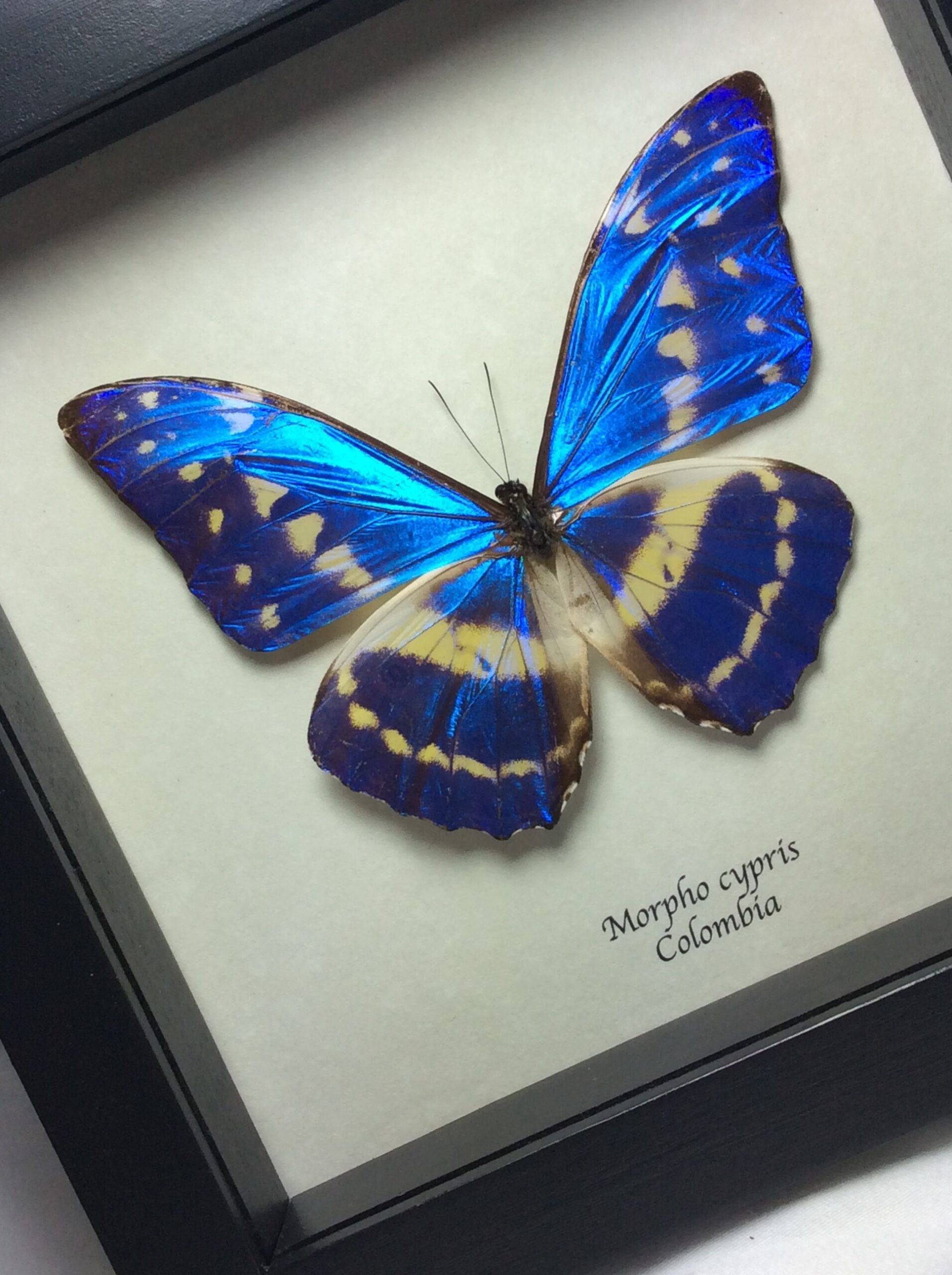 標本 Colombia Morpho cypris female 112mm Rare Female Morpho Butterfly Framed Taxidermy - Morpho