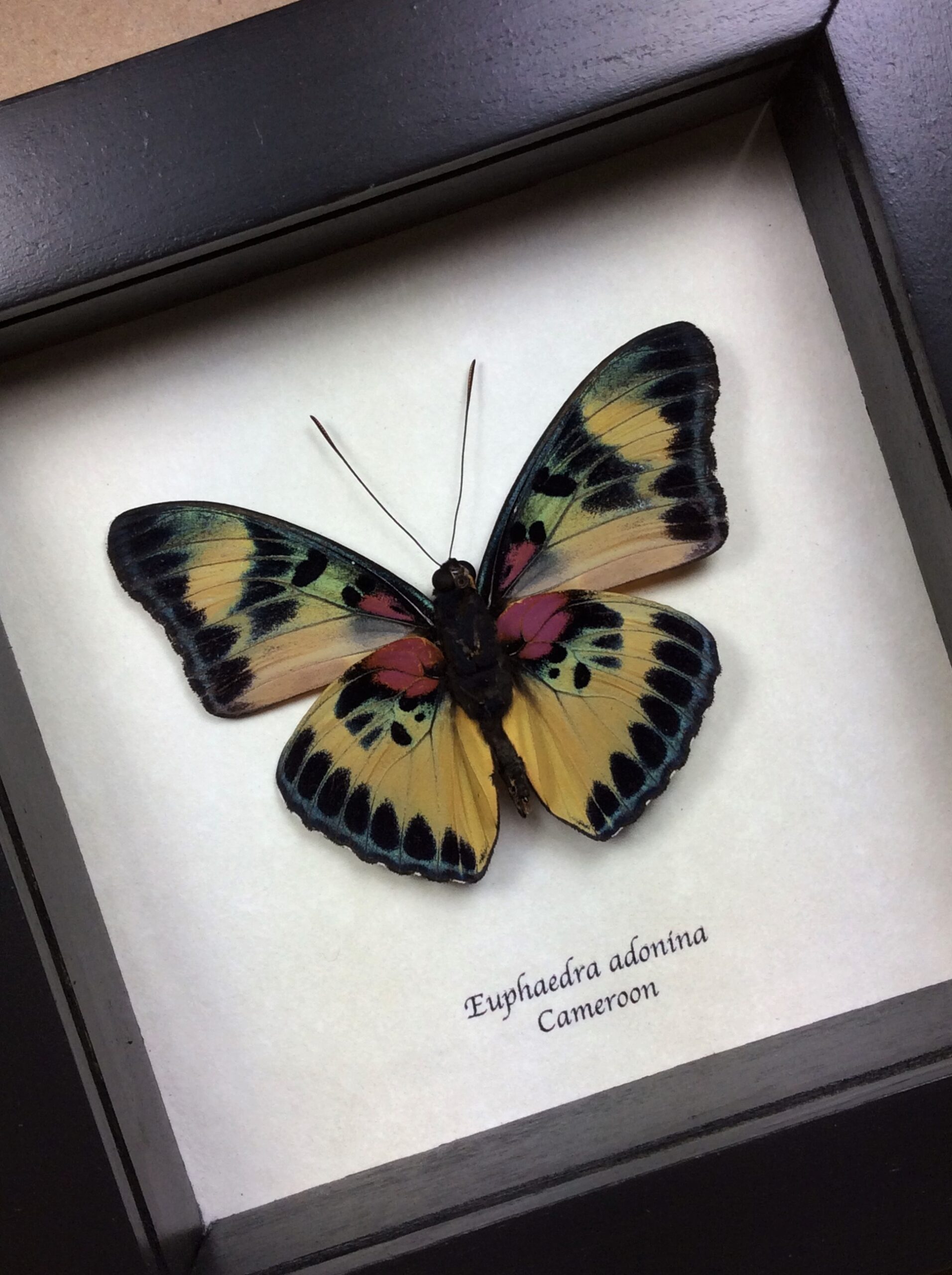Euphaedra Adonina | Butterfly-Displays Framed Butterfly & Insect ...