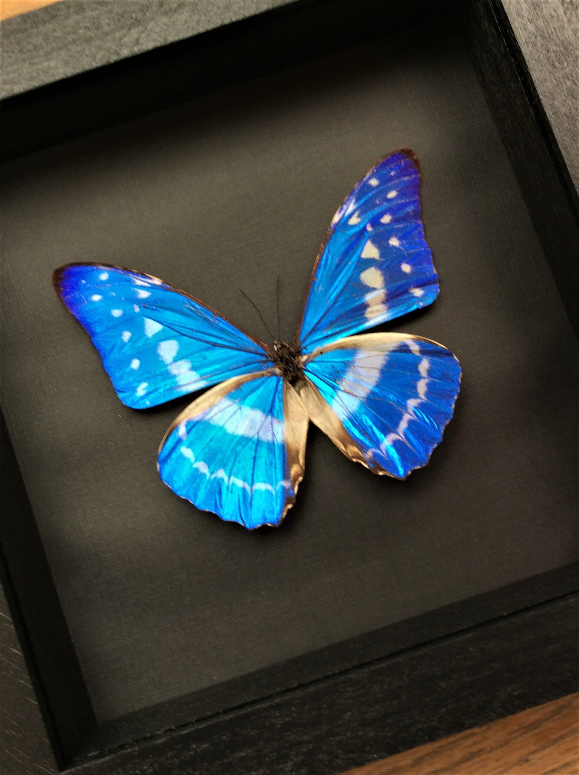 REAL FRAMED BUTTERFLY BLUE WHITE MORPHO CYPRIS COLOMBIA 