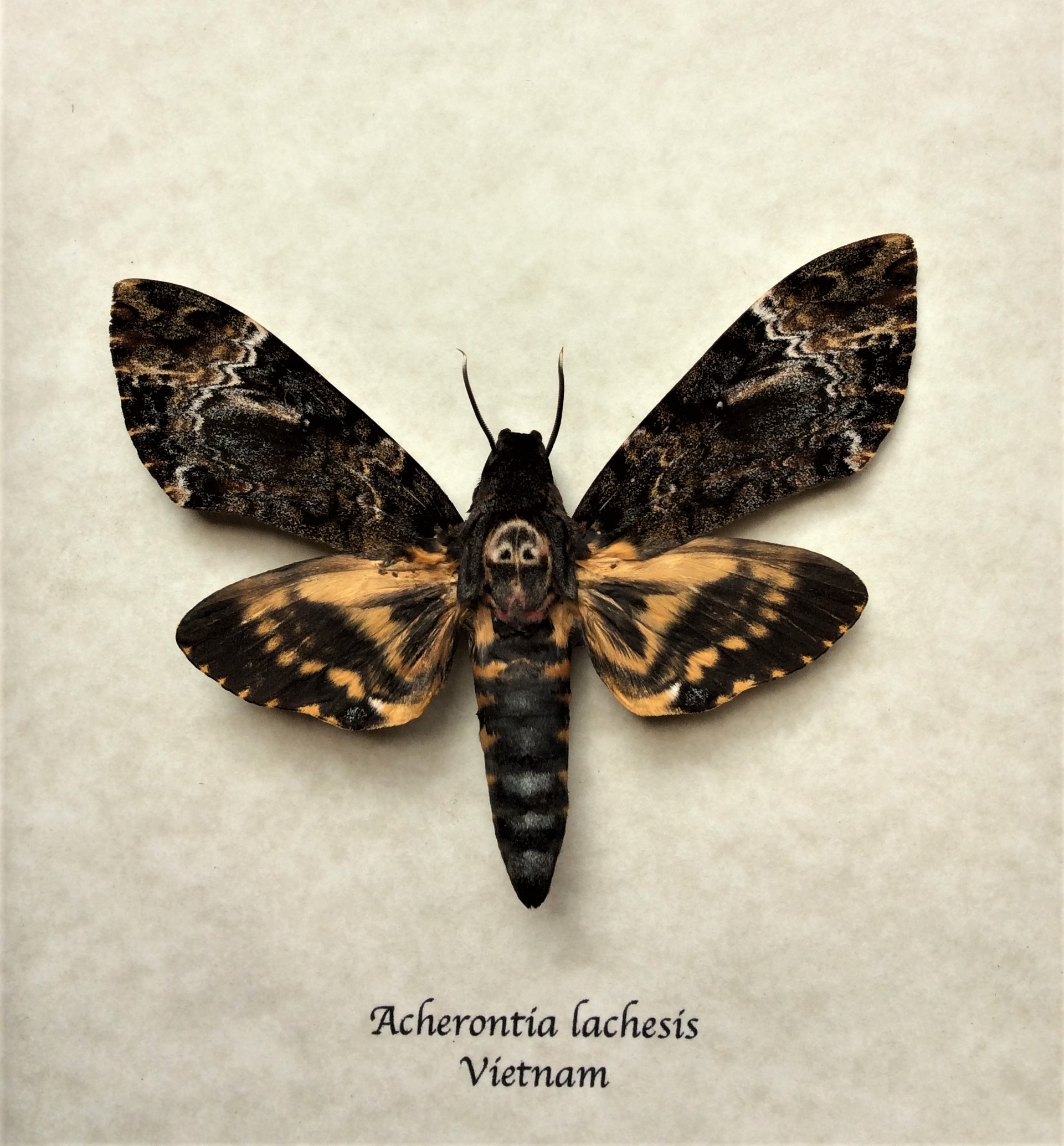Death's Head Hawk Moth - Acherontia — The Butterfly Babe