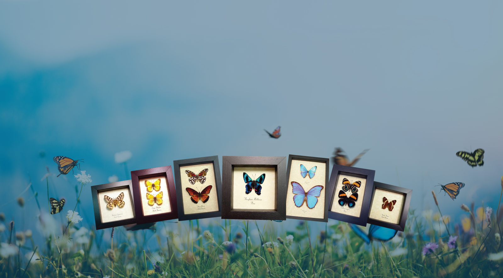 Hundreds of Butterfly Displays to Choose From